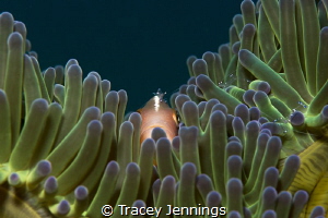 There is a shrimp on my head by Tracey Jennings 